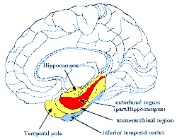 hippocampus